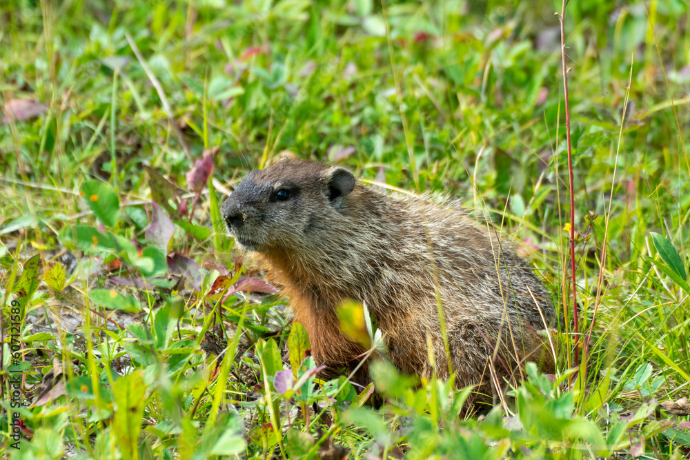 Marmot in meadow in Wood Bison National Park, Canada Marmot in meadow in Wood Bison National Park, Canada