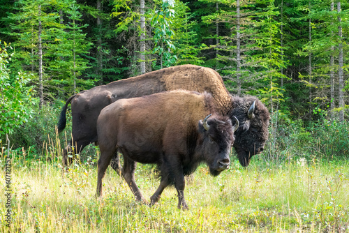 Wood Bison in Wood Bison National Park, Canada photo