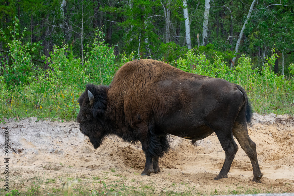 Wood Bison in Wood Bison National Park, Canada Wood Bison in Wood Bison National Park, Canada