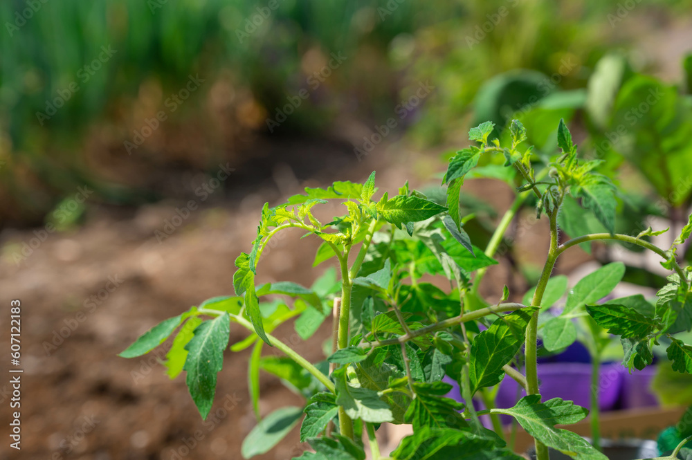 Obraz premium ミニトマトの苗