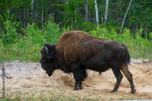 Wood Bison in Wood Bison National Park, Canada