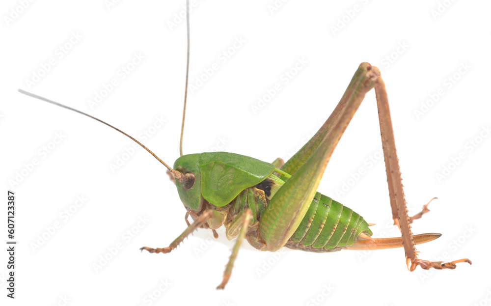 Young wart-biter, Decticus verrucivorus isolated on white background Young wart-biter, Decticus verrucivorus isolated on white background