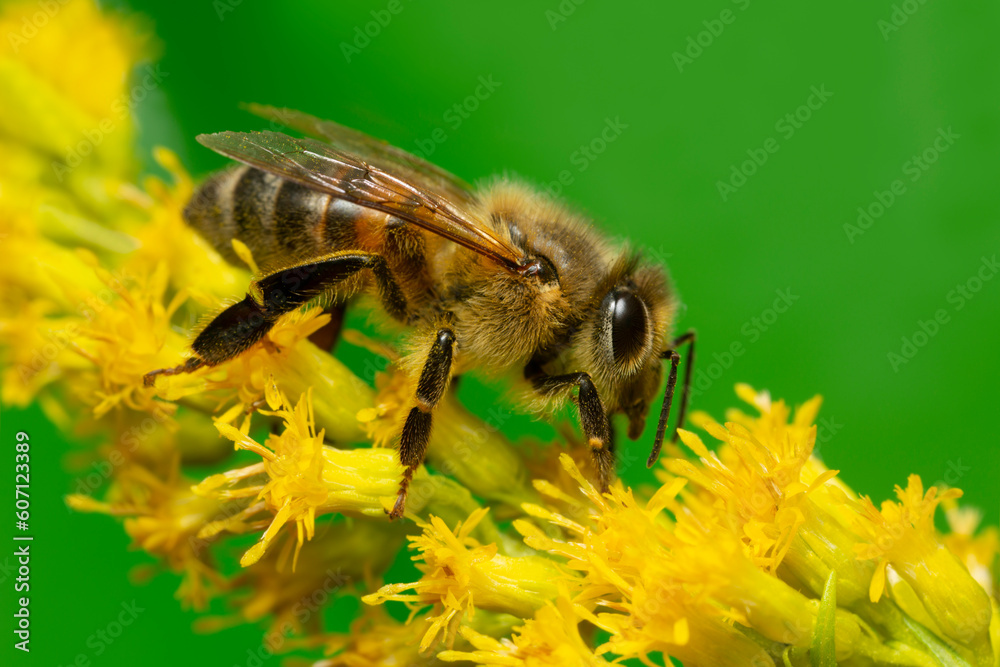 Western honey bee, Apis mellifera on Solidago flower, this insect is an important pollinator Western honey bee, Apis mellifera on Solidago flower, this insect is an important pollinator