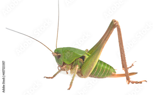 Young wart-biter, Decticus verrucivorus isolated on white background