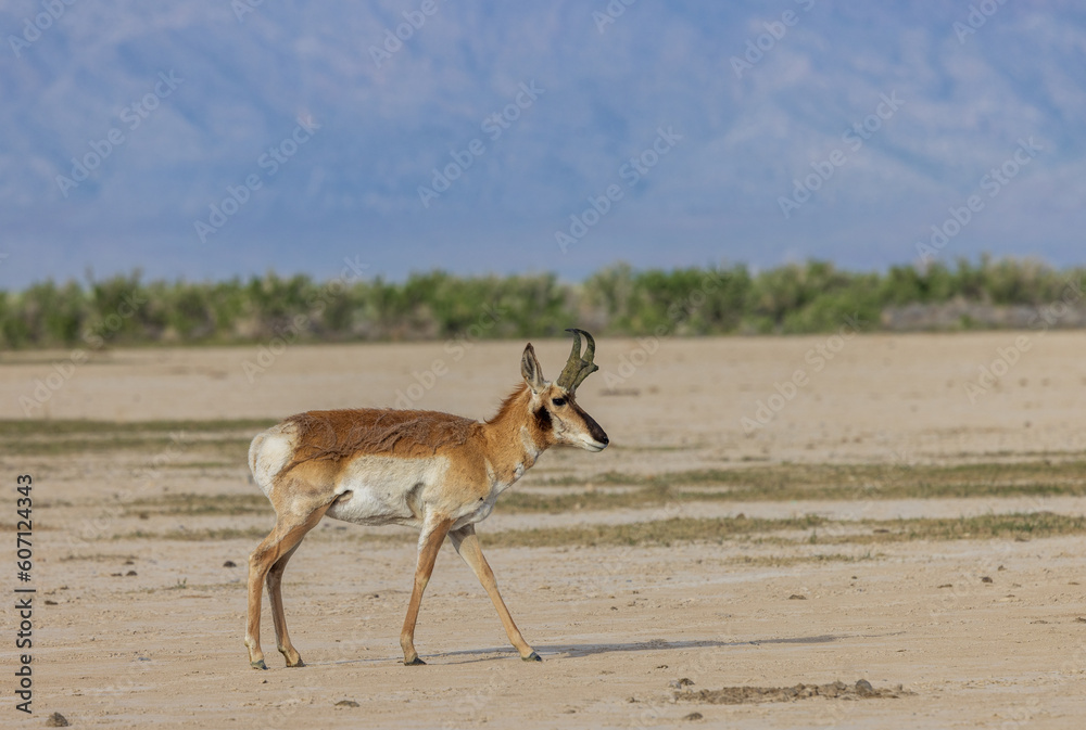 Pronghorn Buck in the Utah Desert in Springtime Pronghorn Buck in the Utah Desert in Springtime
