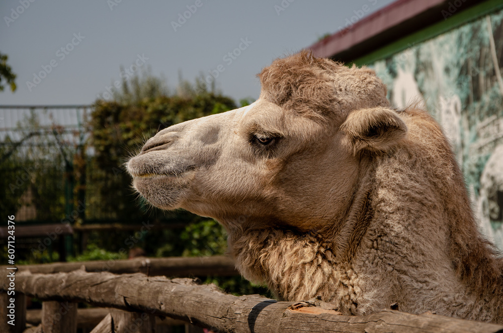 Obraz premium Photo of an animal taken at the zoo.
