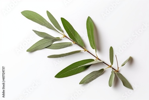 branch with leaves isolated on white background Generative AI