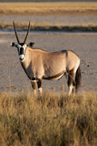 gemsbok oryx gazelle in etosha