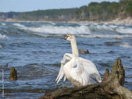 Fototapeta Naklejka Na Ścianę i Meble -  mute swan on the seashore of curonian spit, baltic sea