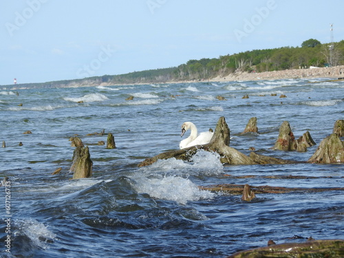Fotografi mute swan on the seashore of curonian spit, baltic sea