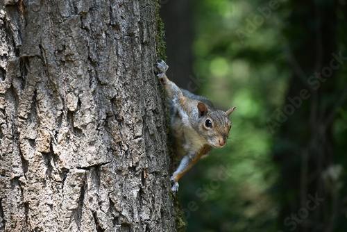 squirrel on a tree © apsc61