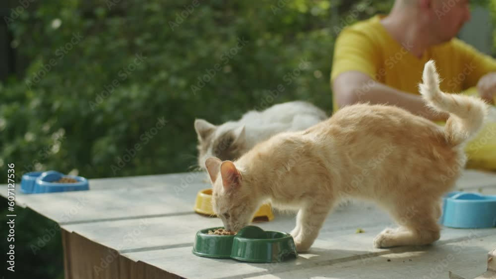 In the warmth of the day, a frightened ginger cat crosses paths with