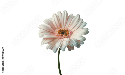 Flor margarita. Blanca. Flores. Sobre fondo transparente. Composición floral creativa. . Archivo png. Generado con IA