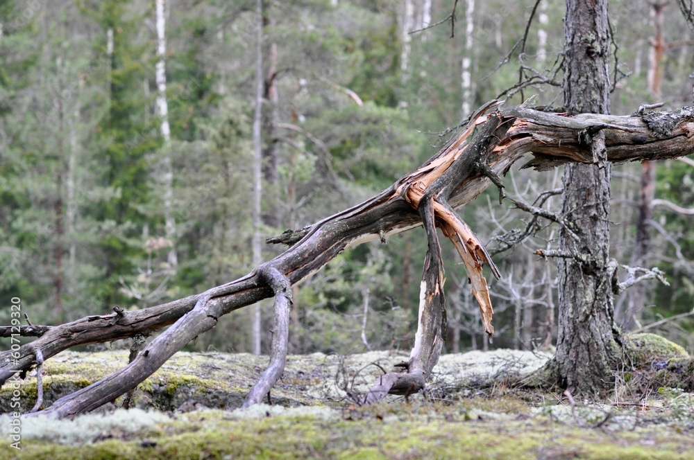 Dead wood has fallen in the forest. Dead wood has fallen in the forest.