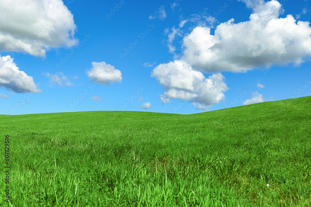 Green grass and blue sky with white fluffy clouds, beauty nature background. Perfect summer greenery field, hill, grassland. Nature environment landscape, lush green grass meadow, blue sky