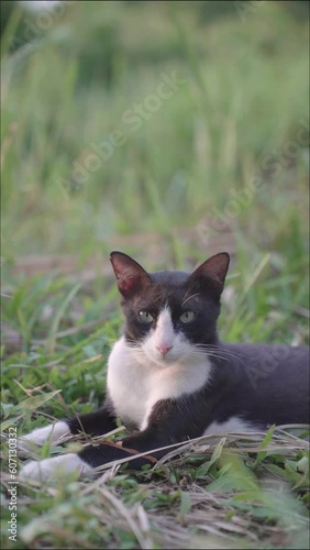 vertical footage of black and white cat is looking at the camera 4k