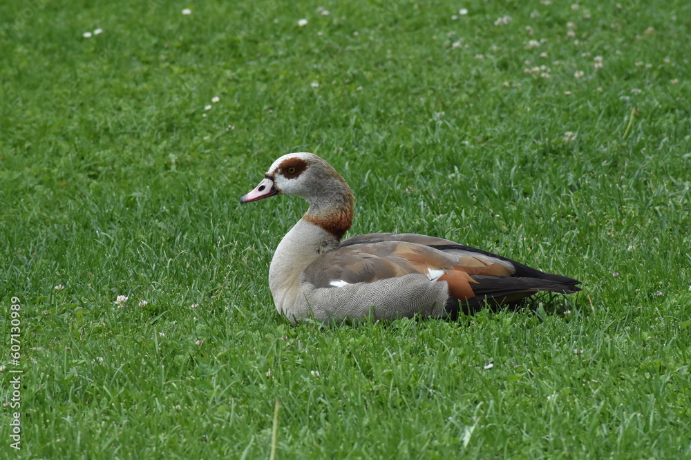 Nile goose (Alopoche aegyptiaca Nile goose (Alopoche aegyptiaca