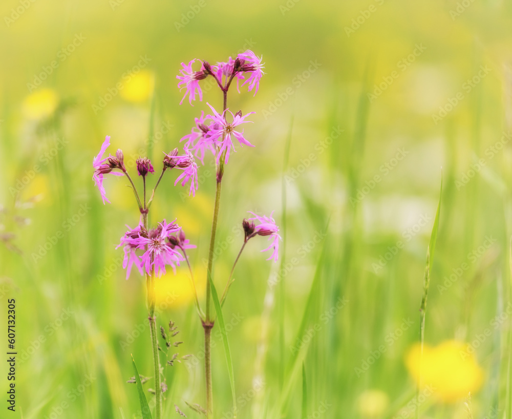 meadow with flowers meadow with flowers