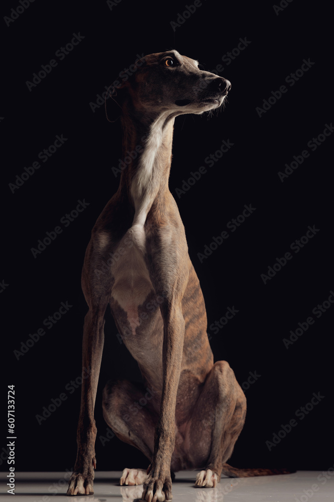Beautiful greyhound sales