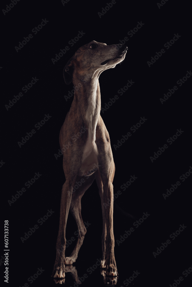 Fototapeta premium eager greyhound dog with thin legs looking up side and standing