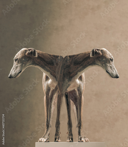mirror picture of greyhound dog with long legs looking to side