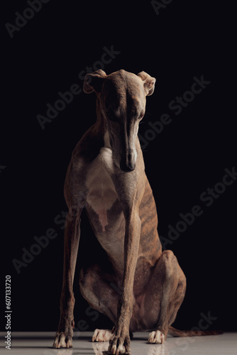 adorable greyhound dog with skinny legs sitting and looking down