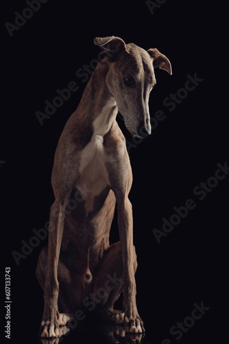 adorable greyhound dog with long legs looking down and sitting