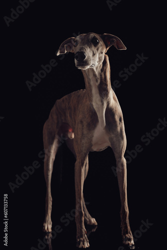 curious english greyhound dog looking up and being eager while standing