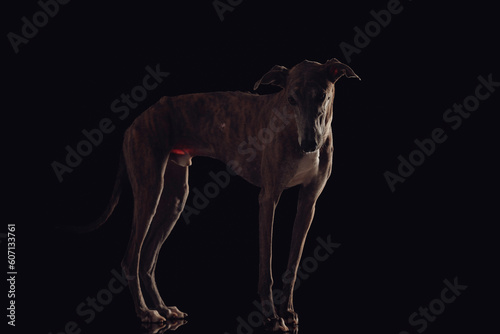 side view of english hound dog with skinny legs for running looking down