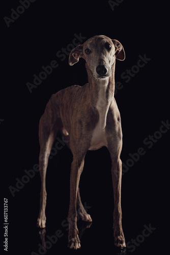 thin english greyhound dog with skinny legs looking away and standing