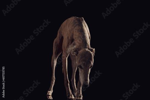 curious skinny hunting dog with thin legs looking down and standing
