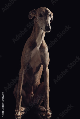 cute english greyhound dog with skinny legs sitting and looking forward