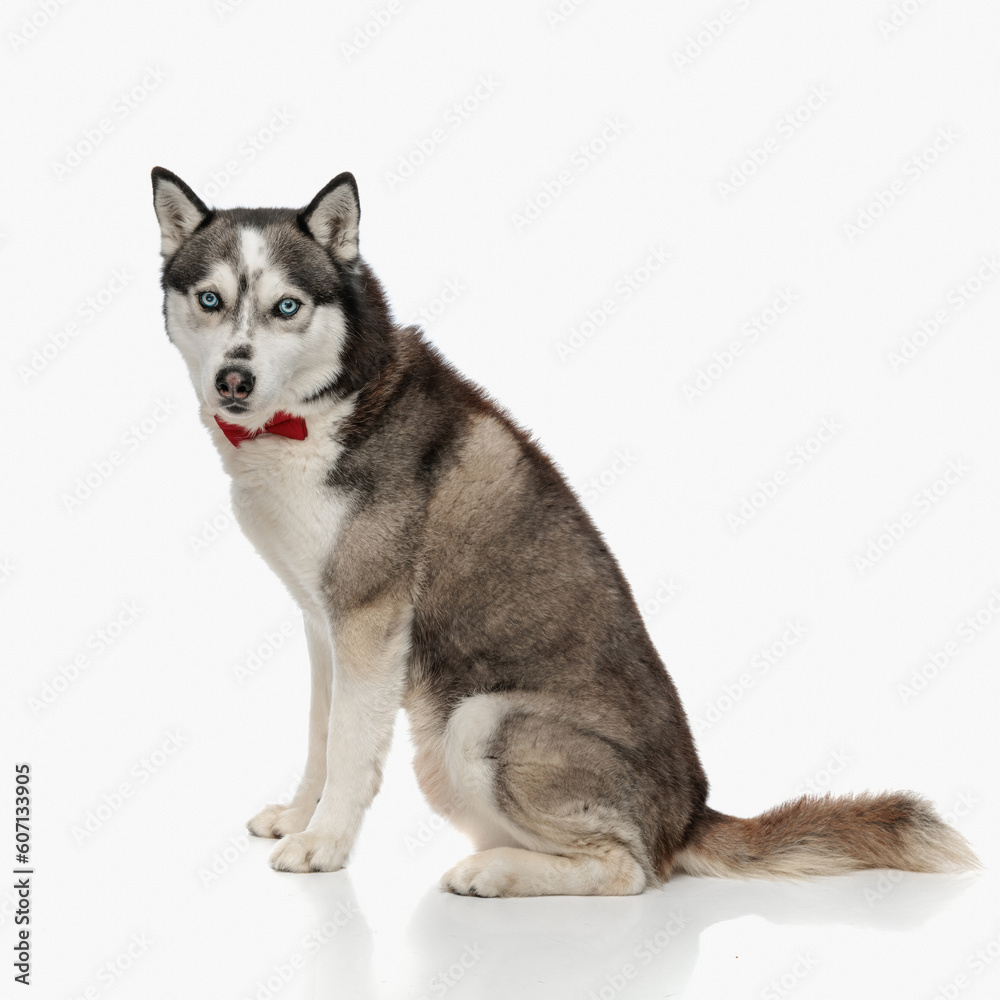 side view of elegant husky dog wearing red bowtie sitting and looking forward