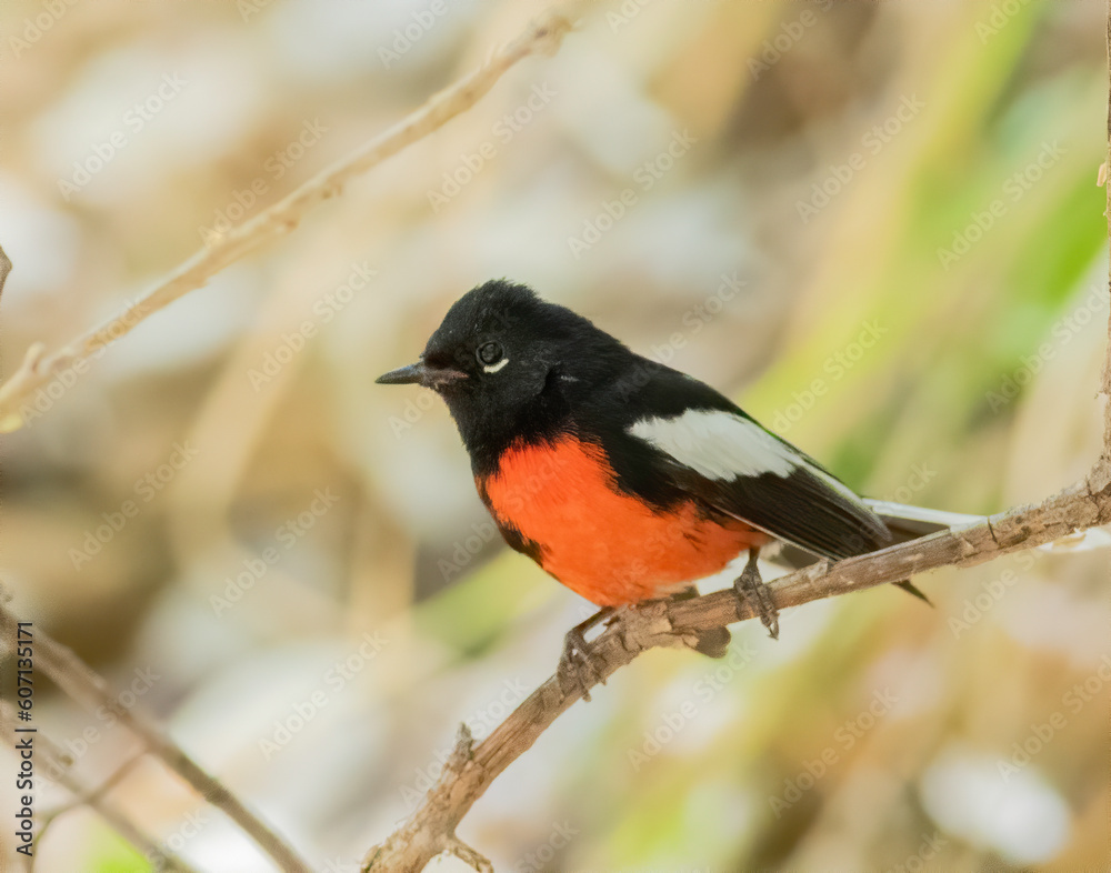 Painted Redstart Warbler perched on a branch. Painted Redstart Warbler perched on a branch.