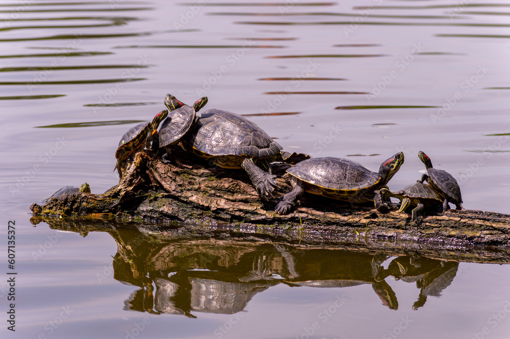 Obraz premium Turtles-the whole family bask in the sun on a log.