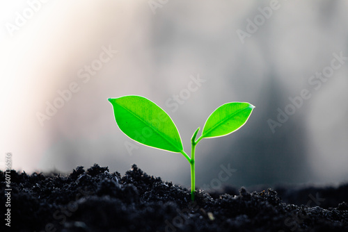 Close-up photo of a sapling planted and growing in the soil, soft sunlight. Field for outdoor agriculture. Farm. Cultivation seedlings using seeds. Save the world, save nature.