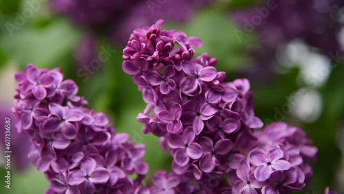 Close-up view of purple lilac flowers on green bush. Beauty in nature. Soft focus. Handheld video. Natural spring background. photo