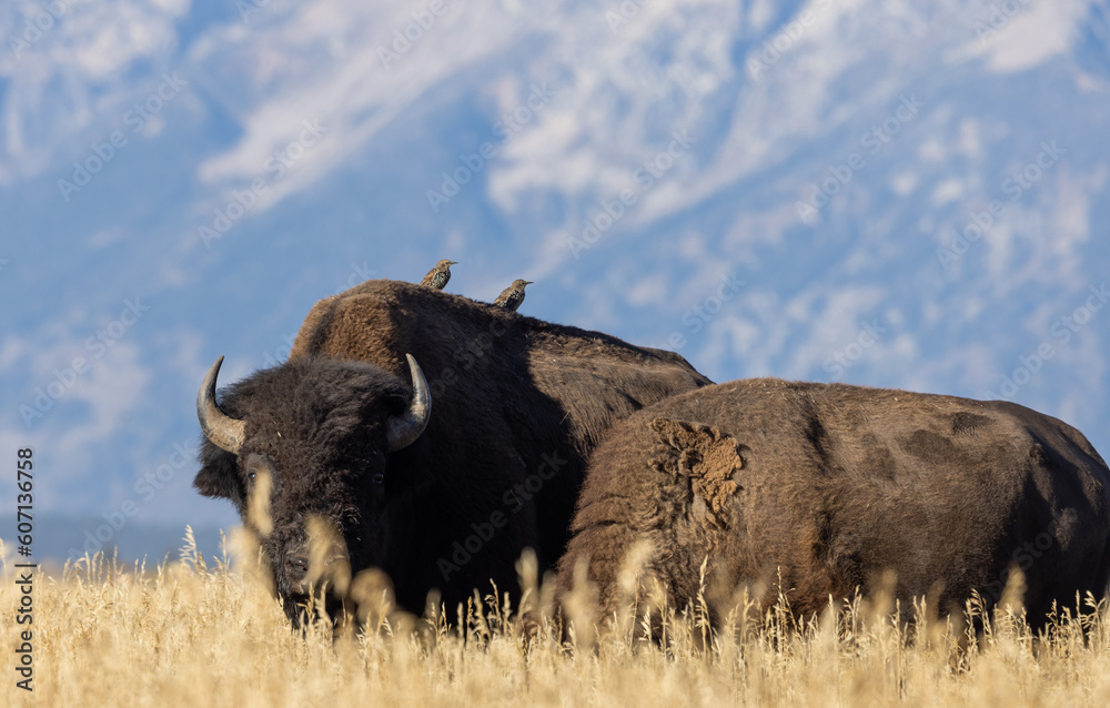 Bison in Autumn in Grand Teton National Park Wyoming