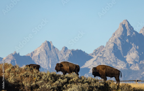 Canvas Print Bison in Autumn in Grand Teton National Park Wyoming