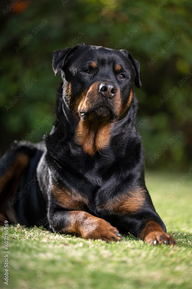 Stunning proud Adult pedigree male Rottweiler sitting and laying grass posing for a photograph, taken at eye level with studio lights on the lawn looking inquisitive, ready to protect Stunning proud Adult pedigree male Rottweiler sitting and laying grass posing for a photograph, taken at eye level with studio lights on the lawn looking inquisitive, ready to protect