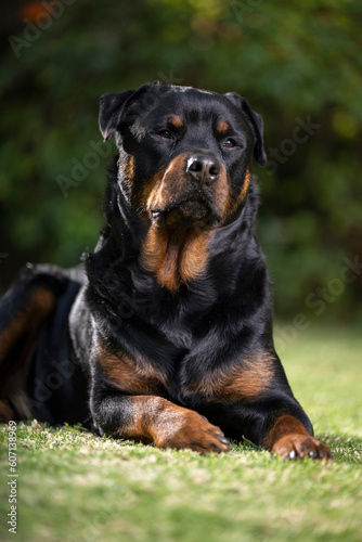 Stunning proud Adult pedigree male Rottweiler sitting and laying grass posing for a photograph  taken at eye level with studio lights on the lawn looking inquisitive  ready to protect 