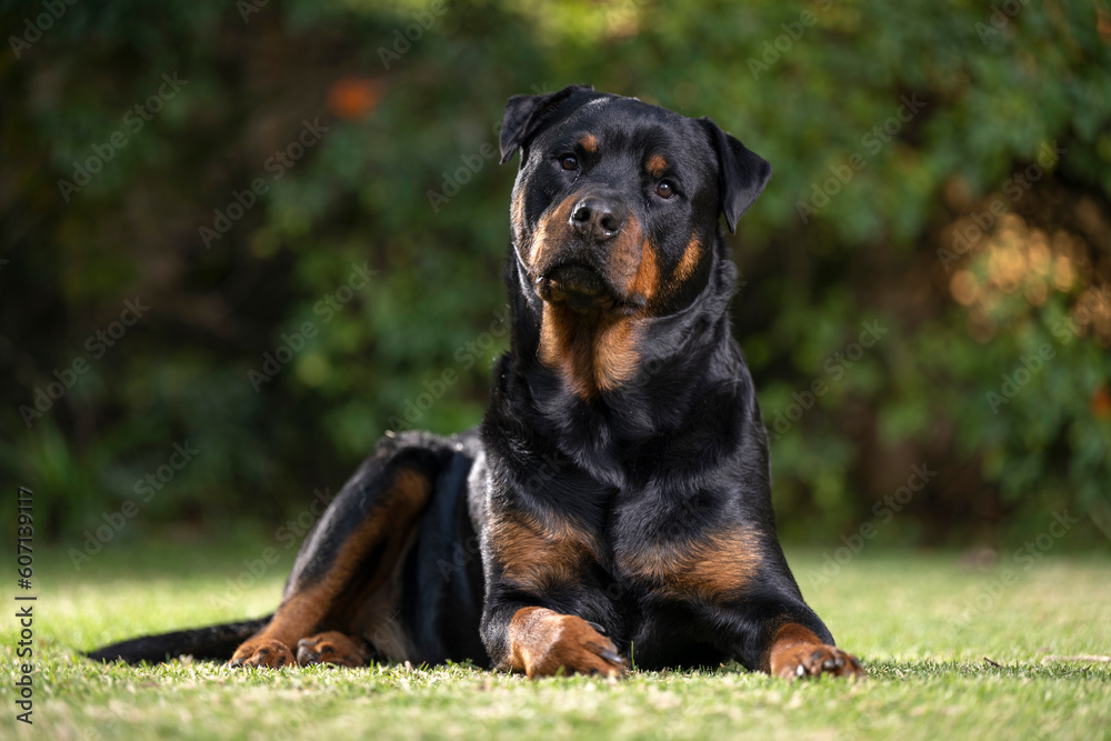 Stunning proud Adult pedigree male Rottweiler sitting and laying grass posing for a photograph, taken at eye level with studio lights on the lawn looking inquisitive, ready to protect 