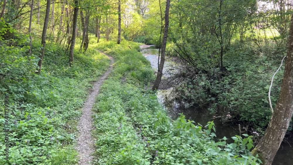 mowed hike and bike trail alongside river in riparian forest mowed hike and bike trail alongside river in riparian forest