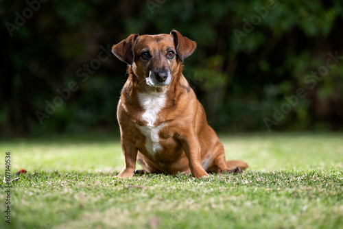 Fototapeta Naklejka Na Ścianę i Meble -  Cute brown small breed dog sitting on the lawn looking inquisitive and having fun while playing on the green lawn with the family close by