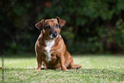 Cute brown small breed dog sitting on the lawn looking inquisitive and having fun while playing on the green lawn with the family close by © Phillip