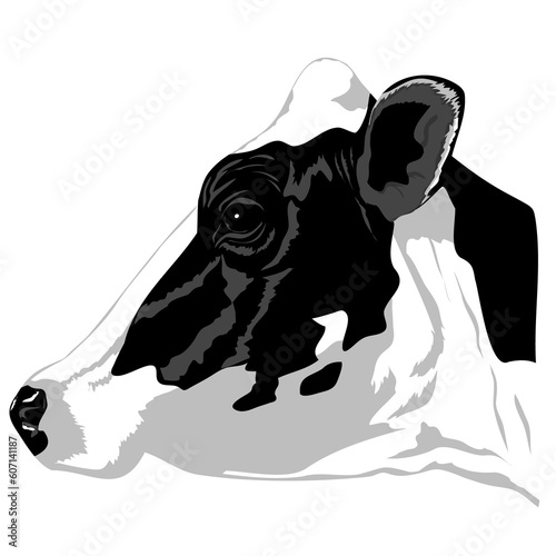 Realistic illustration of black and white cow head of friesian or holstein breed isolated side view
