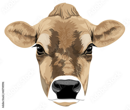 Realistic illustration of head of Jersey breed dairy cow without horns closeup front view ready for printing