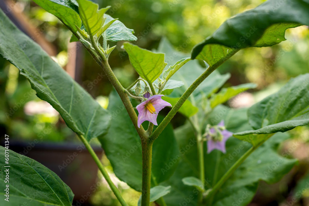 eggplant flowers on a branch eggplant flowers on a branch