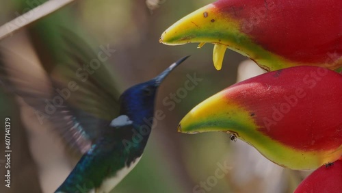 White-necked jacobin feeding on a Heliconia flower, closeup