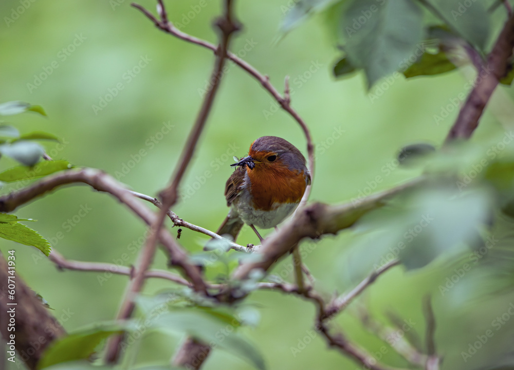 robin on a branch with bugs in beak robin on a branch with bugs in beak